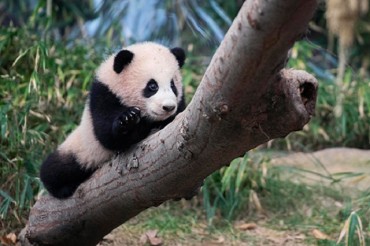 Everland’s Baby Panda Begins Outdoor Life