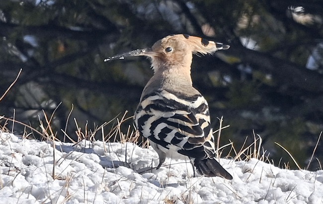 Summer Migratory Birds Remain in S. Korea for the Winter