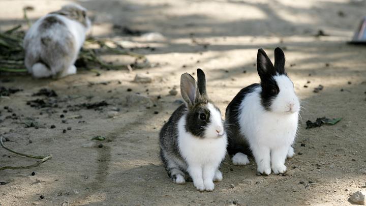 Incheon Sets Out to Improve Facilities for Rabbit Island in Public Park