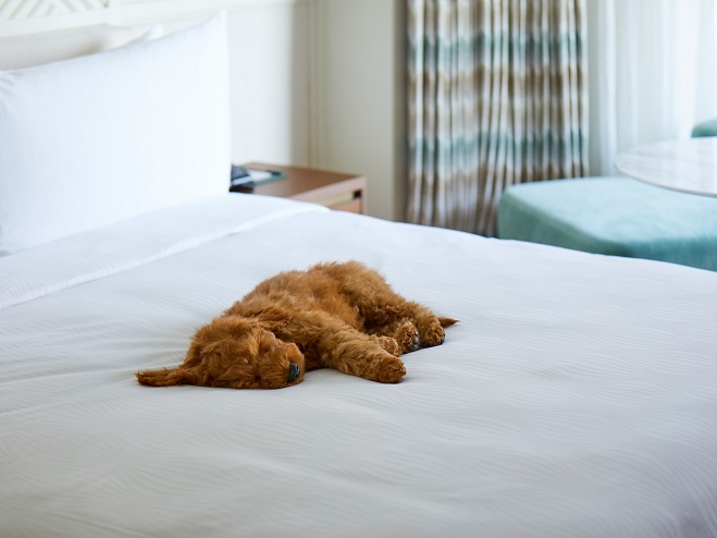 Busan’s Hotels and Department Stores Woo Pet-owning Customers