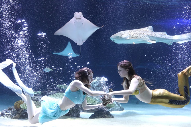 S. Korea to Revamp Rules on Aquariums to Better Protect Animal Rights