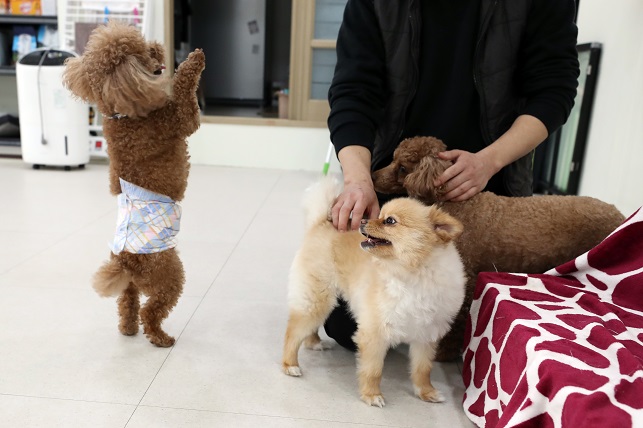 In this photo taken on March. 21, 2020, a group of dogs greets their owner at a pet cafe in Daegu, 300 kilometers southeast of Seoul. (Yonhap)
