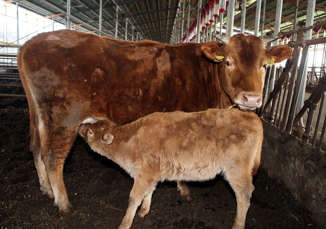 Cow Stranded on Rooftop During Last Summer’s Flood Gives Birth to Healthy Calf