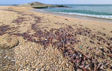 East Coast Beach Covered with Tiny Squids
