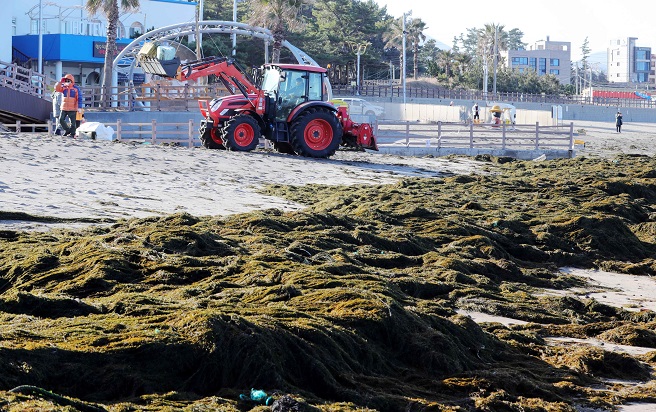 Jeju Island Inundated with Invasive Algae