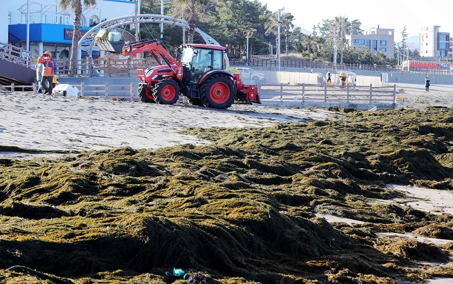 Invasive Algae Found to Have Anti-aging Property