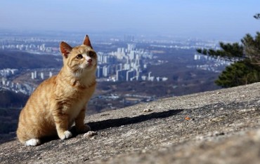 S. Korea Launches Initiative to Improve Management and Welfare of Street Cats