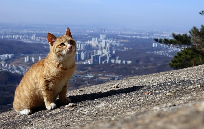 A wild cat relaxes on a rock at Mount Bukhan against the background of western Seoul on Jan. 27, 2021. (Yonhap)