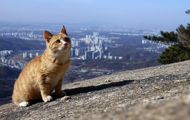 Dispute Over National Park Cats Erupts