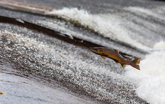 Atlantic Salmon Designated as Risk to Ecosystem