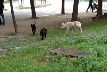 Incheon Embroiled in Controversy After Hiring Subcontractors to Capture Wild Dogs