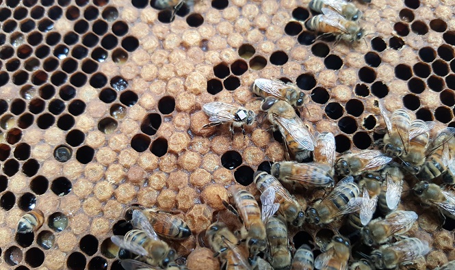 Higher Levels of Ultrafine Dust Prevent Bees from Finding Flowers