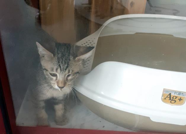 S. Korea’s First Coronavirus-infected Kitten Released from Quarantine