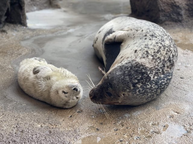 Seoul Grand Park Posts Video of Seal’s Motherly Love