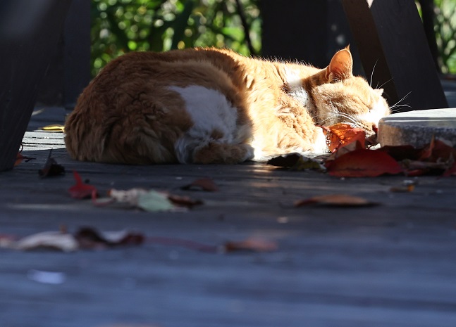 Gyeonggi Province Announces New Adoption Center for Abandoned Cats