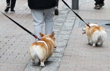 Seoul City to Test Pet Cats, Dogs for COVID-19