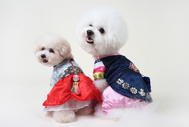 Demand for Pet Products Increases as Lunar New Year Draws Nigh