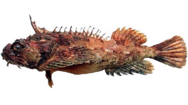 A sea raven (image: Gangwon Fisheries Research Institute)