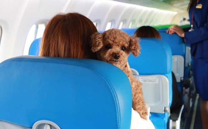 Travelers and Pets to Join in Flight Tour