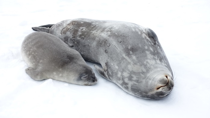 Korea Polar Research Institute Publishes 4-year Study on Weddell Seals at Antarctica