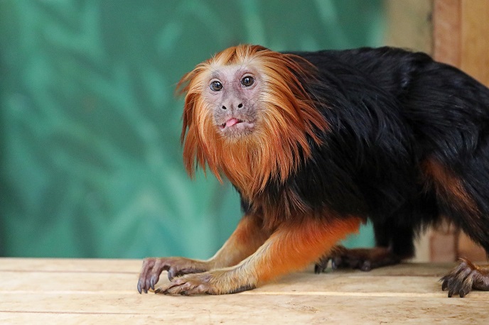 Endangered Monkeys Move to Seoul Grand Park Zoo