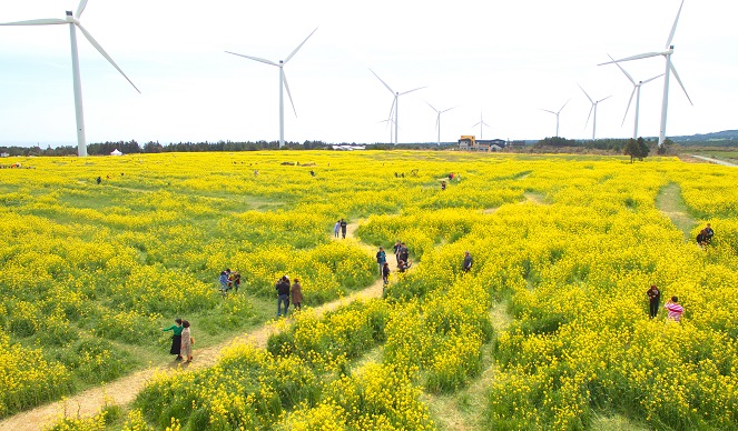 Jeju Island’s Surplus Electricity Sent to Mainland