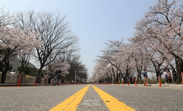 This file photo taken on April 1, 2020, shows a cherry blossom street in Seoul's Yeouido district amid a traffic control enforced to stem the spread of COVID-19. (Yonhap)