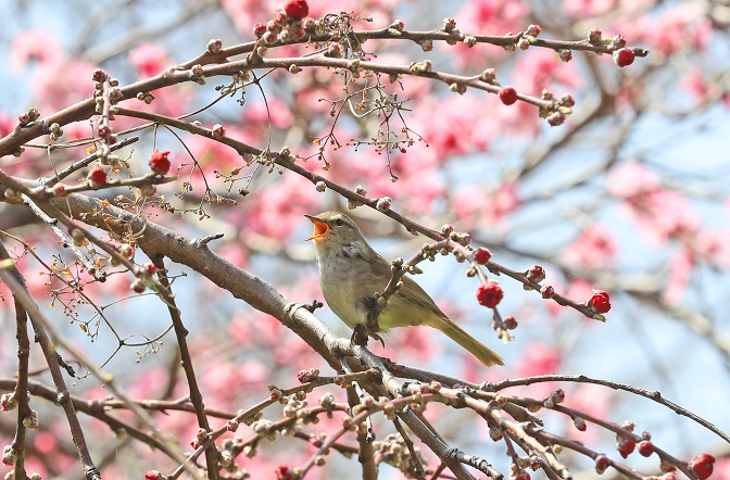 Cherry Blossom Season Begins on Jeju Island, in Southern Region
