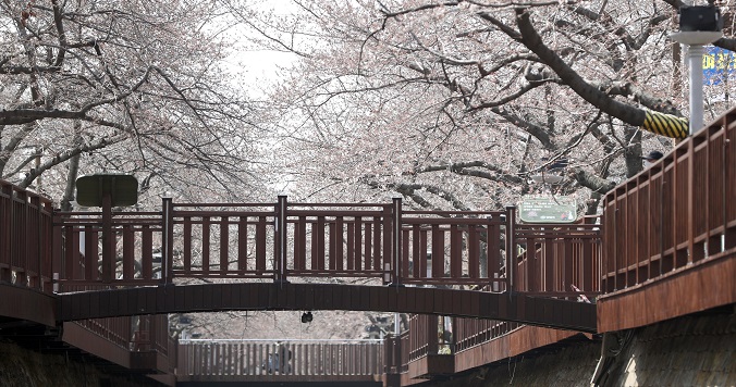 Cherry blossoms bloom in the Jinhae district of Changwon, southeastern South Korea, on March 18, 2021. (Yonhap)