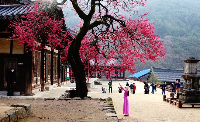 Tourists and photographers take photos of red plum blossoms at a Buddhist temple in Gurye, southwestern South Korea, on March 21, 2021. (Yonhap)