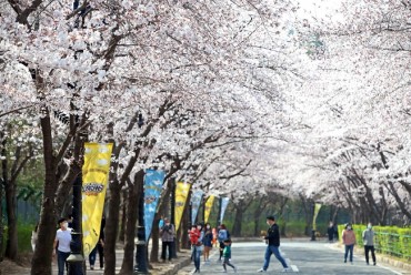 Seoul’s Cherry Blossom Blooming Begins on Earliest Date on Record