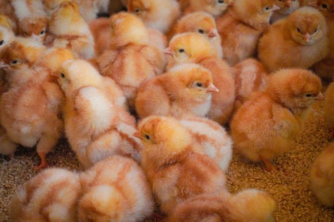 This photo provided by Sanan Village Farm shows its newly brought chicks.