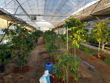S. Korean Scholar Succeeds in Cultivating Coffee Trees in Unheated Greenhouse