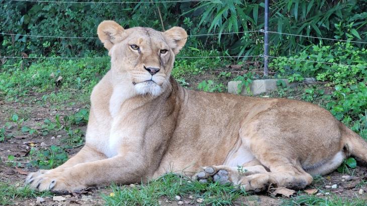 Korean, Japanese Zoos Exchange Lions and Cheetahs