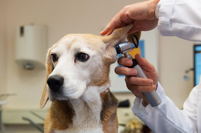 Animal paramedics are those who nurse animals and assist with animal medical treatment. (image: Hoseo University)