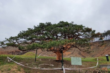 160-year-old Pine Tree Recovers from Massive Wildfire