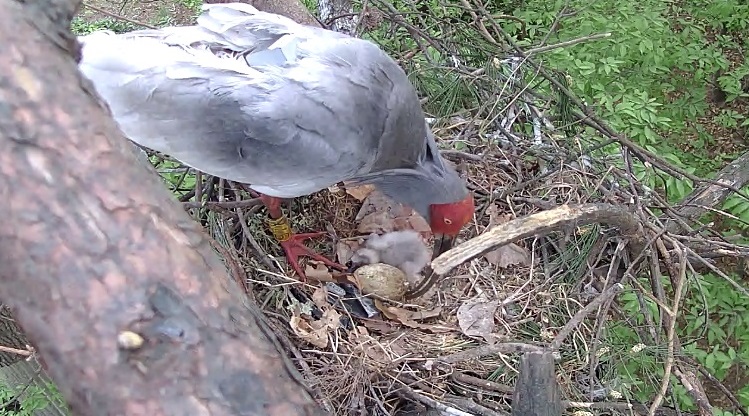 A crested ibis takes care of new-born chicks in a nest in Changnyeong, southeastern South Korea, in this photo released by the county office on April 29, 2021.