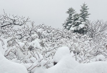 Unseasonal Snowfall Covers Mountains in Gangwon Province