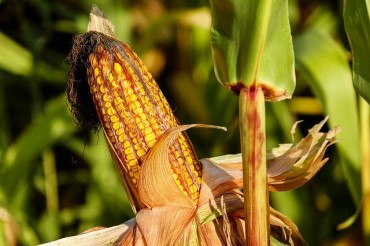 Climate Change Could Cut Corn Belt Crop Yields by Up to 40 Percent by Increasing Unfavorable and Extreme Weather by Mid-Century, According to a New Report