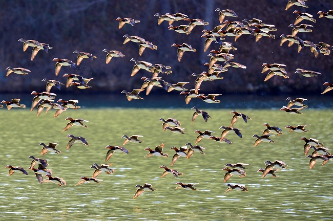 Ulsan’s Taehwa River to be Listed as Flyway Habitat for Migratory Birds