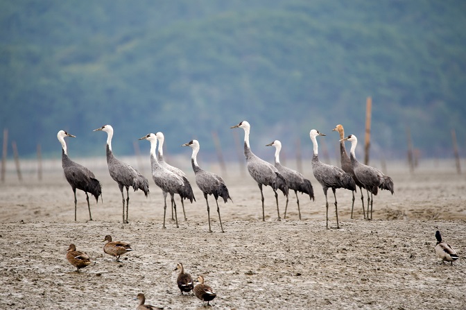 This photo, provided by the Cultural Heritage Administration, shows hooded cranes at tidal flats in Suncheon, South Jeolla Province.