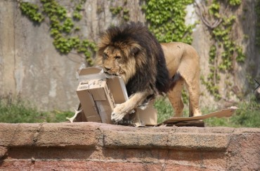 Seoul Grand Park Videos Show Lions in Love with Cardboard Boxes