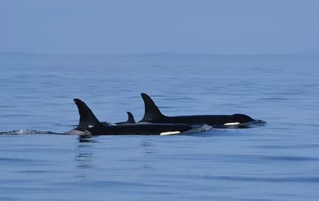 This undated file photo released by the U.S. Center for Cetacean Research and Conservation shows killer whales.