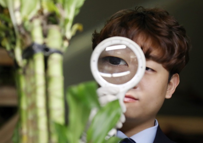 A customs official inspects a plant at the Animal and Plant Quarantine Agency office in Incheon, 40 kilometers west of Seoul, in this file photo taken on Feb. 28, 2019. (Yonhap)