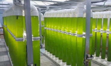 Versatile Green Algae Could Help to Boost Farm Incomes