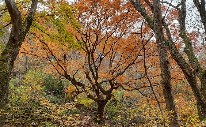 Mount Naejang’s Oldest Maple Tree Designated as Natural Monument