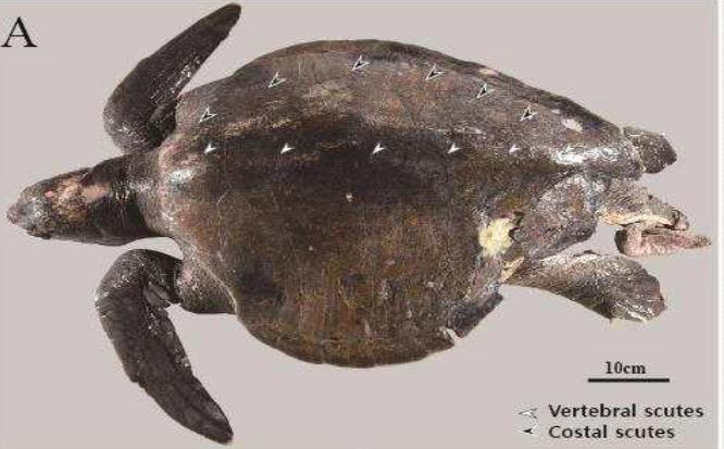 Shown in this file photo released by the Ministry of Oceans and Fisheries on June 8, 2021, is an olive ridley sea turtle.