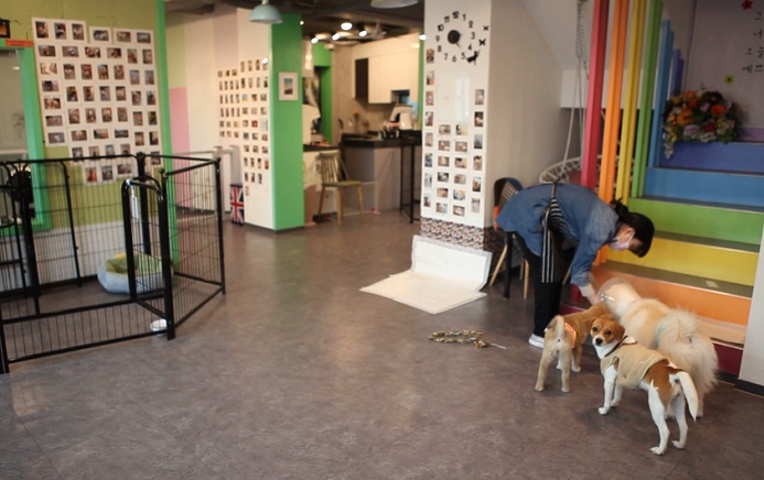 Seoul City to Test Run Downtown Animal Adoption Cafe