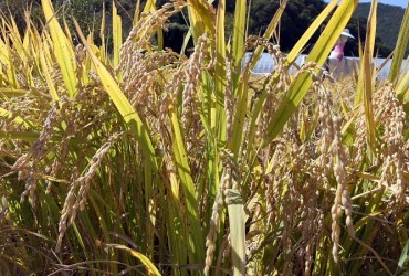 South Jeolla Province Develops Typhoon-resistant Rice Cultivar