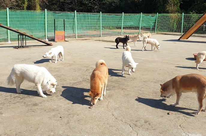 Seoul’s Gwanak District to Run Emergency Medical Center for Abandoned Animals